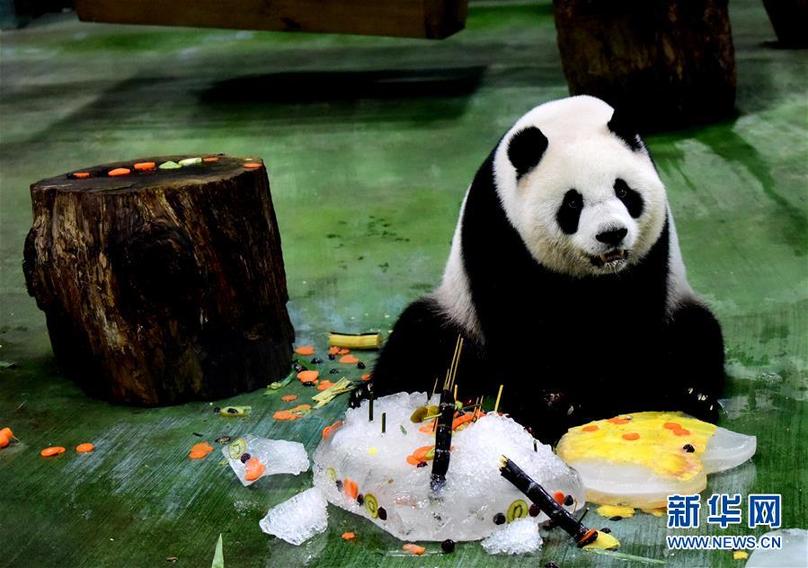 （新华视界）（7）台北：大熊猫“圆仔”迎来6岁生日