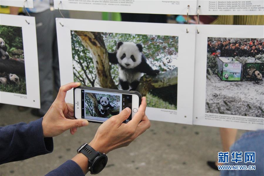 （国际·图文互动）中国摄影师在泰国举办大熊猫摄影展