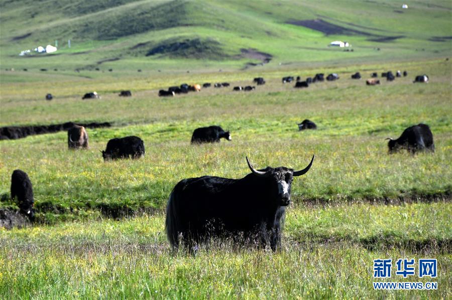 （经济）（6）四川藏乡牦牛产业升级助牧民增收