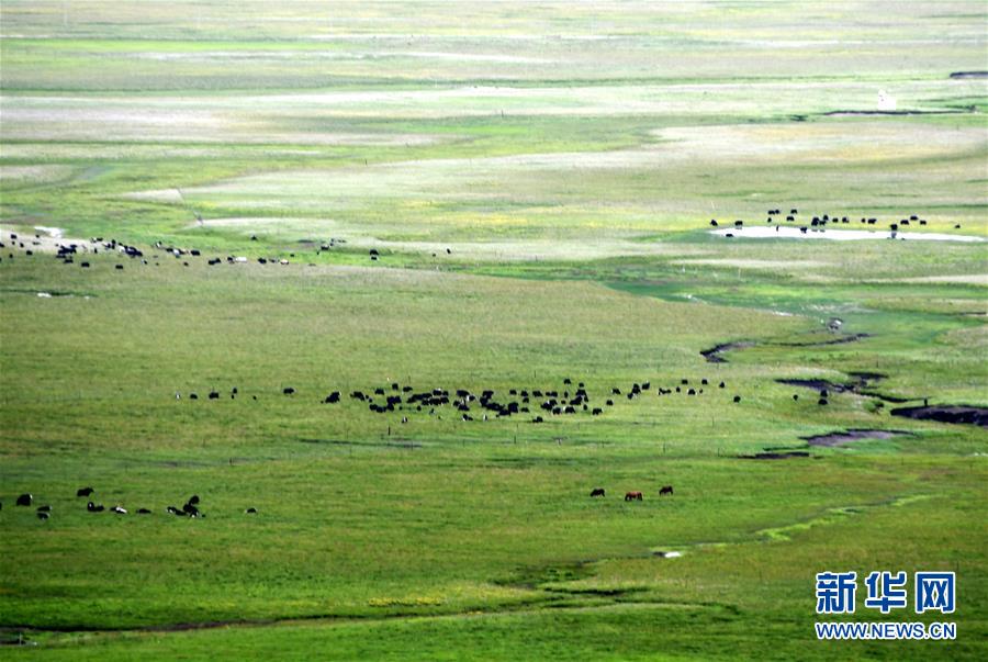 （经济）（7）四川藏乡牦牛产业升级助牧民增收