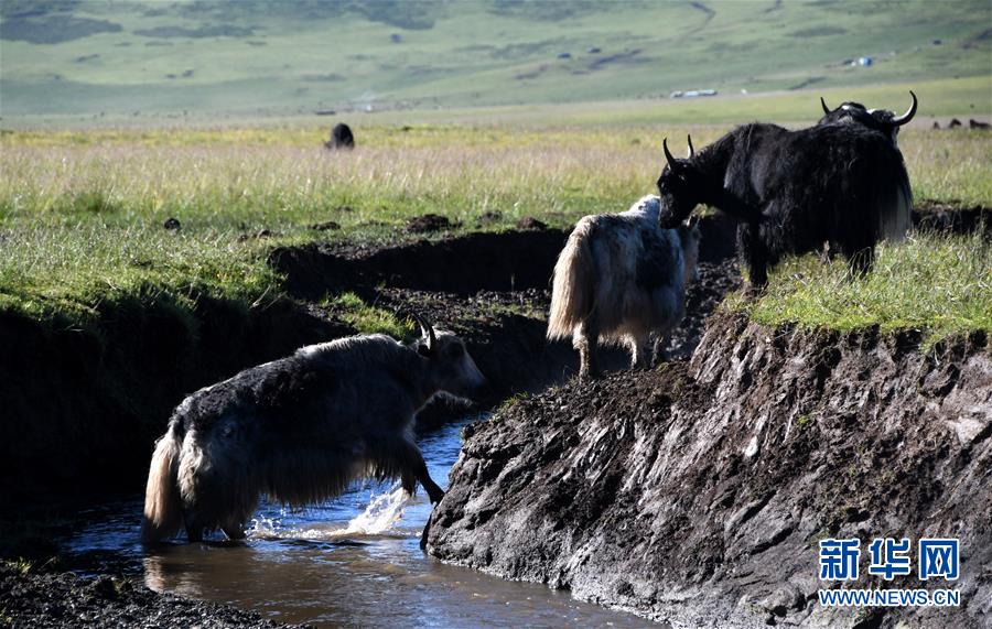 （经济）（8）四川藏乡牦牛产业升级助牧民增收