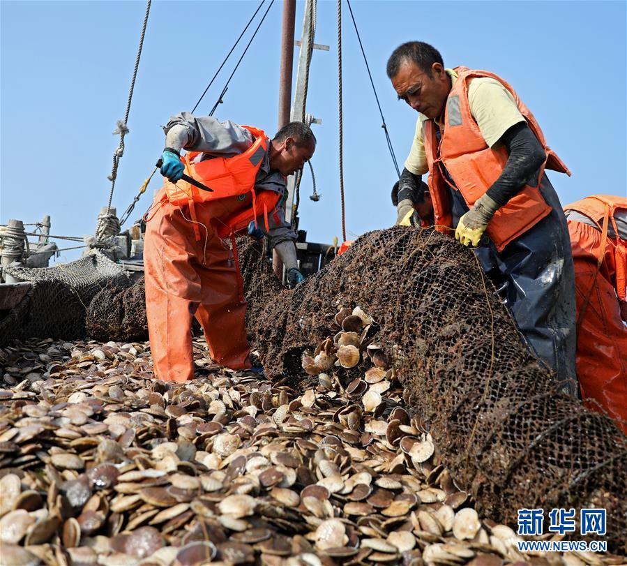 （经济）（6）辽宁长海：海洋牧场收获忙