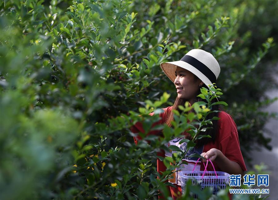 （经济）（3）重庆南川：蓝莓产业助力乡村振兴