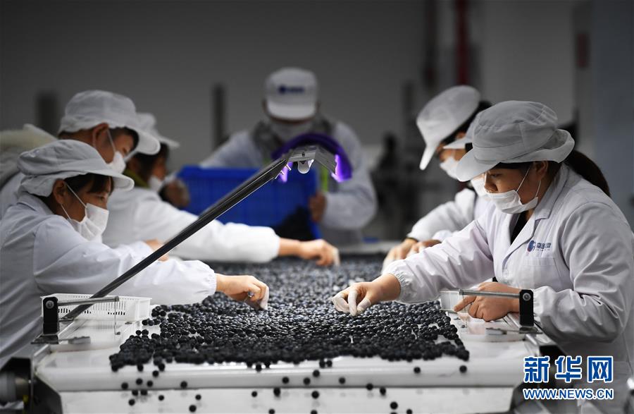 （经济）（6）重庆南川：蓝莓产业助力乡村振兴