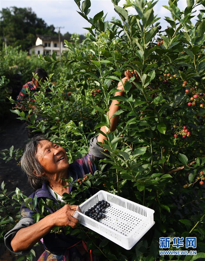 （经济）（2）重庆南川：蓝莓产业助力乡村振兴
