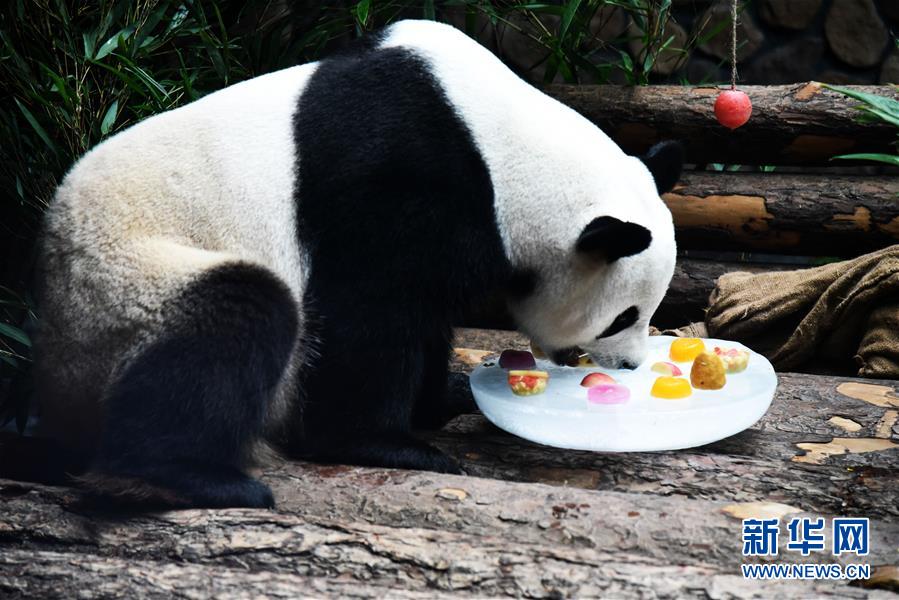 大熊猫：空调房里乐享清凉一夏图3