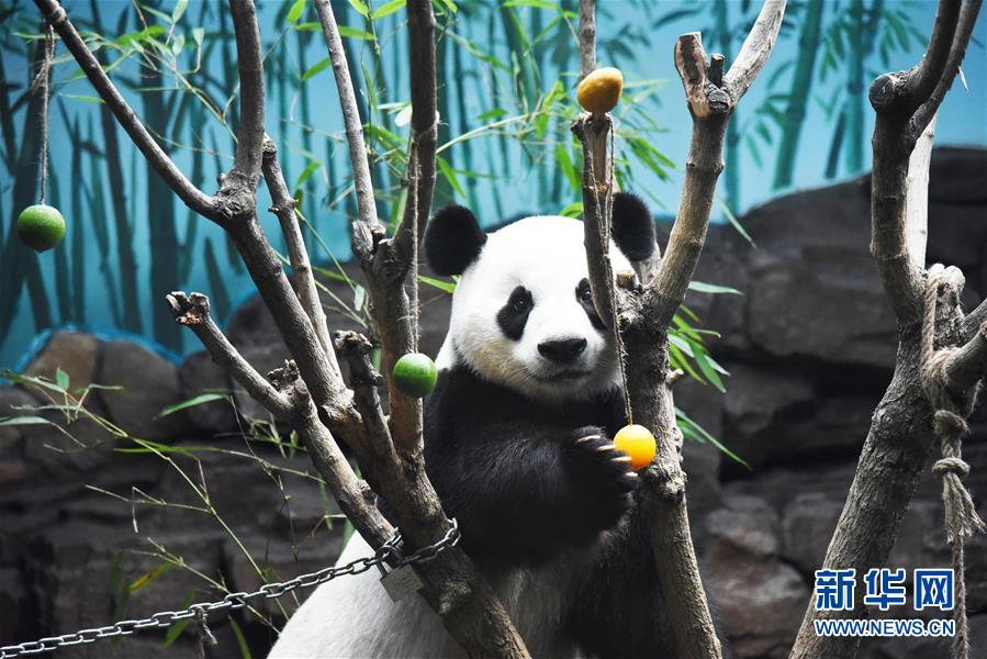 （社会）（1）大熊猫：空调房里乐享清凉一夏