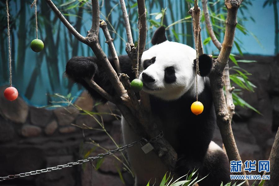 （社会）（3）大熊猫：空调房里乐享清凉一夏