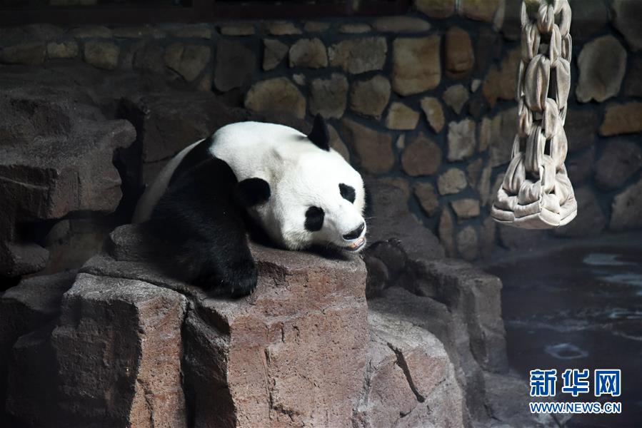 （社会）（10）大熊猫：空调房里乐享清凉一夏
