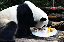 （社会）（6）大熊猫：空调房里乐享清凉一夏