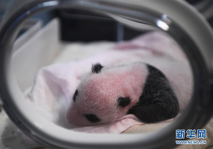 （图文互动）（5）重庆动物园两只大熊猫同日诞下双胞胎