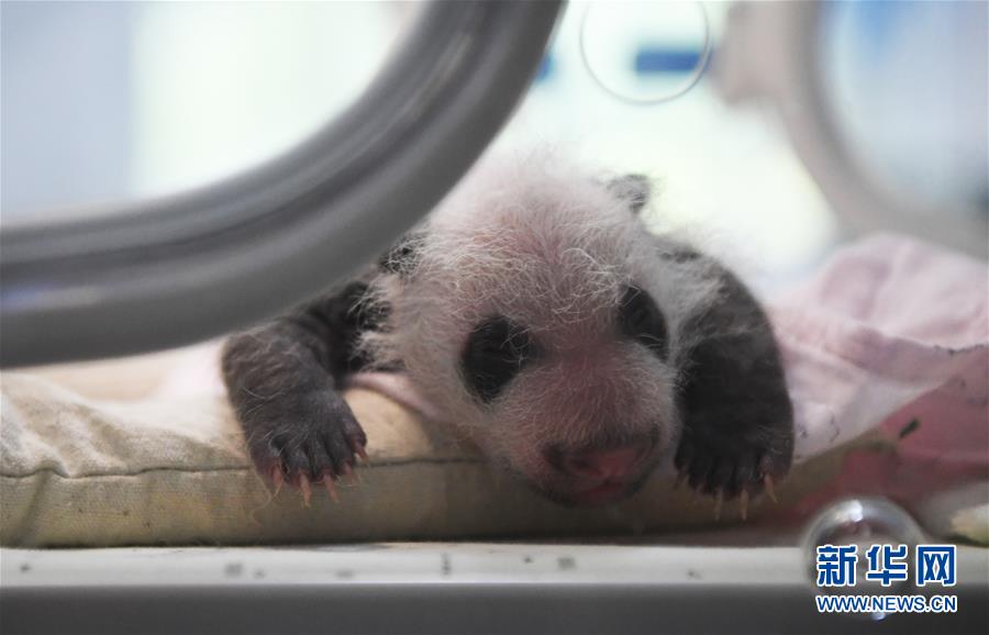 （图文互动）（6）重庆动物园两只大熊猫同日诞下双胞胎