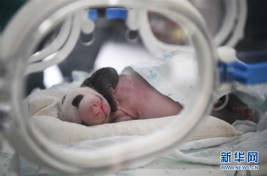 （图文互动）（7）重庆动物园两只大熊猫同日诞下双胞胎