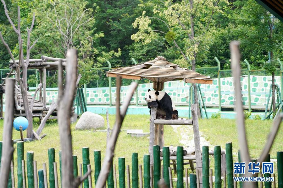 （社会）（1）大熊猫姐弟北上 “乐不思蜀”