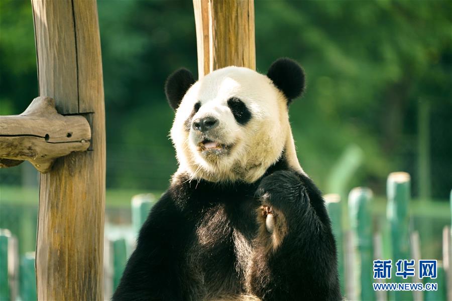 （社会）（2）大熊猫姐弟北上 “乐不思蜀”
