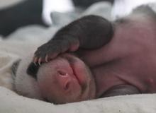 （图文互动）（1）重庆动物园两只大熊猫同日诞下双胞胎