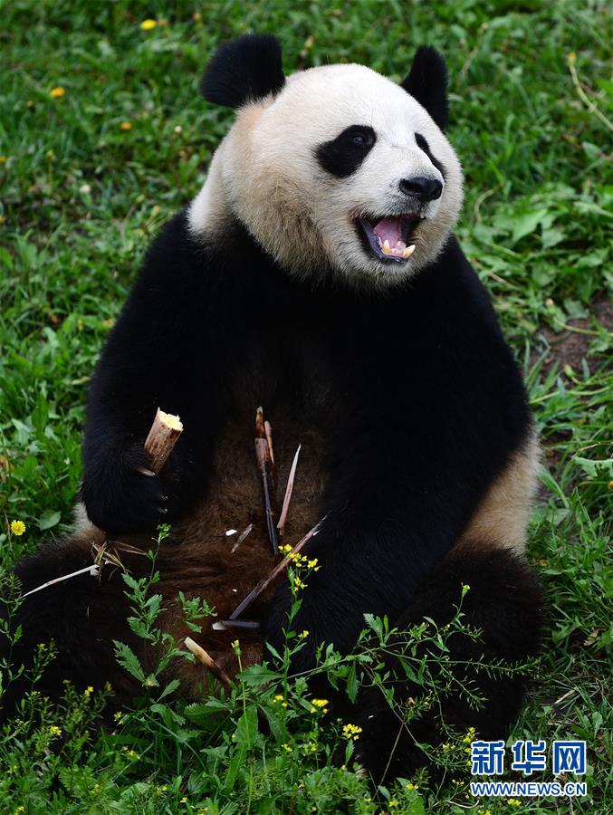 （社会）（2）大熊猫“姐妹花”安然度暑