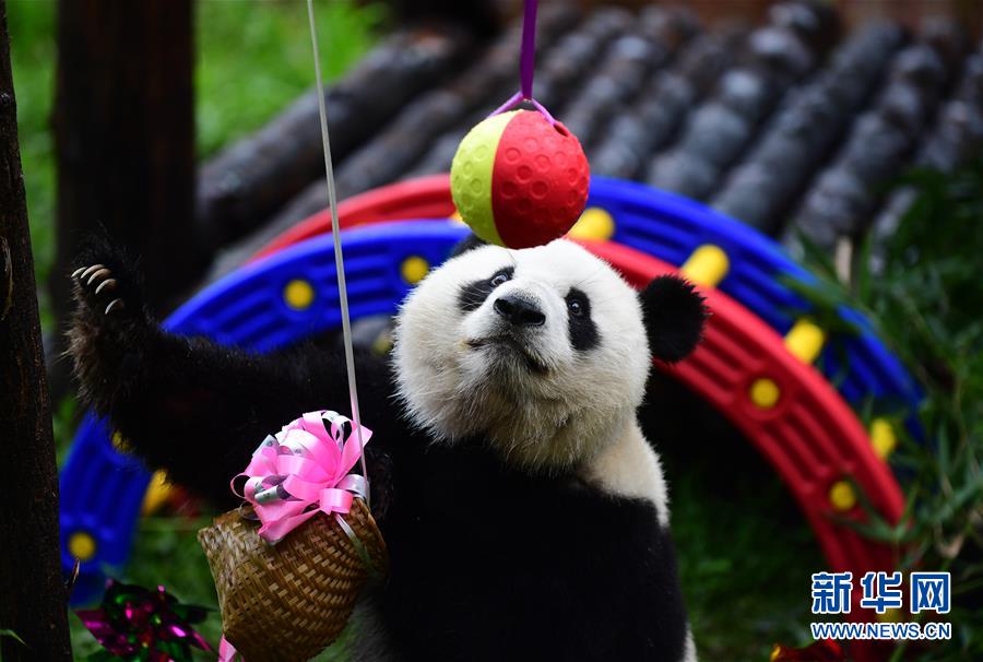 （社会）（3）大熊猫“初心”迎来3岁生日