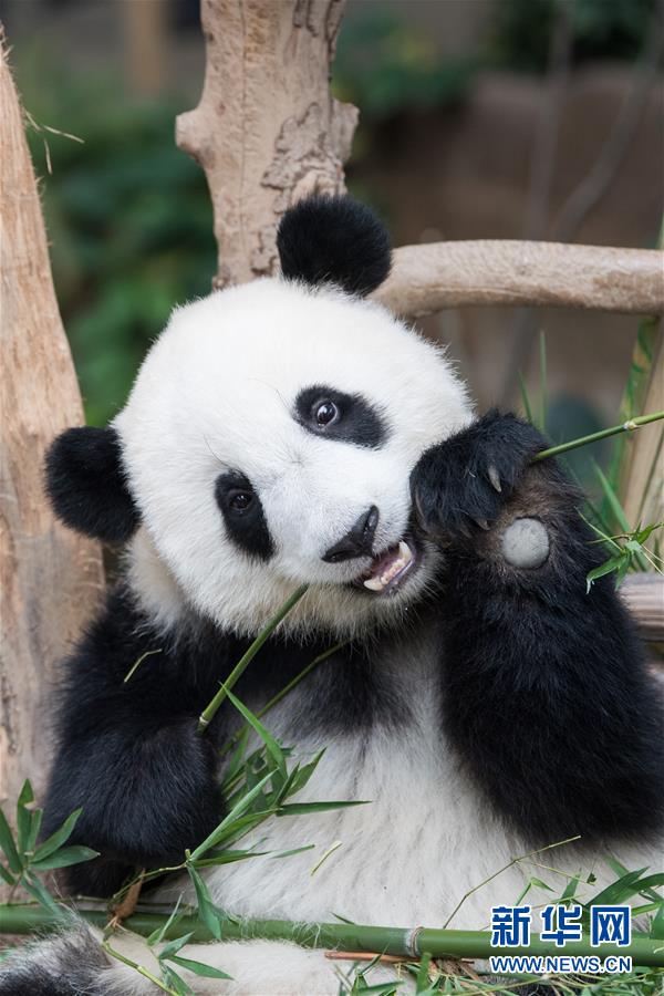 （国际）（3）在马出生的第二只大熊猫获名“谊谊”