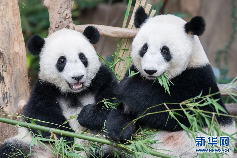 （国际）（4）在马出生的第二只大熊猫获名“谊谊”