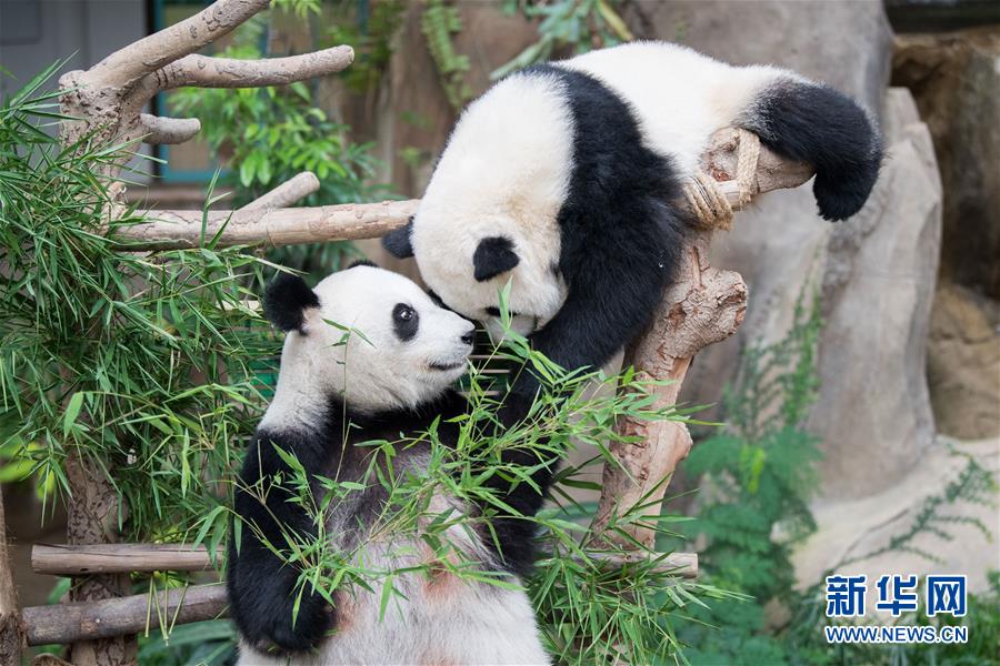 （国际）（5）在马出生的第二只大熊猫获名“谊谊”