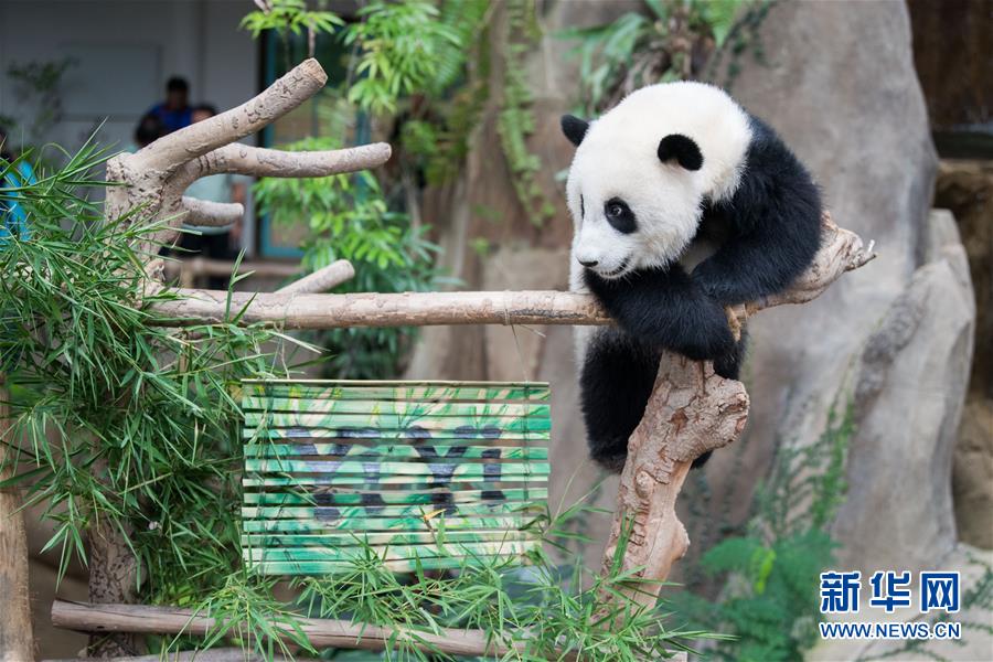 （国际）（6）在马出生的第二只大熊猫获名“谊谊”