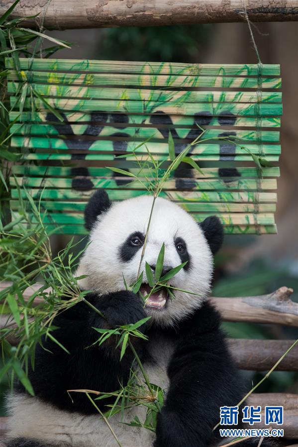 （国际）（7）在马出生的第二只大熊猫获名“谊谊”