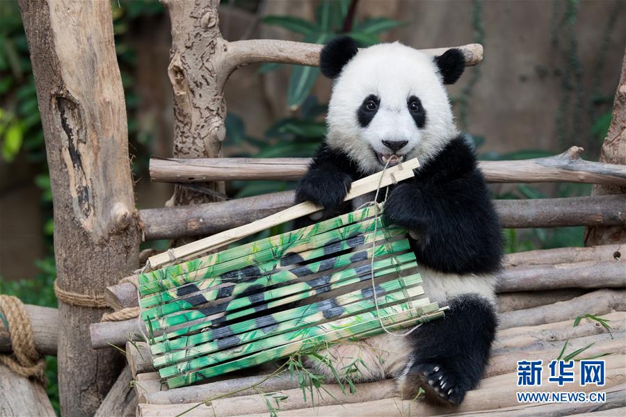 （国际）（8）在马出生的第二只大熊猫获名“谊谊”