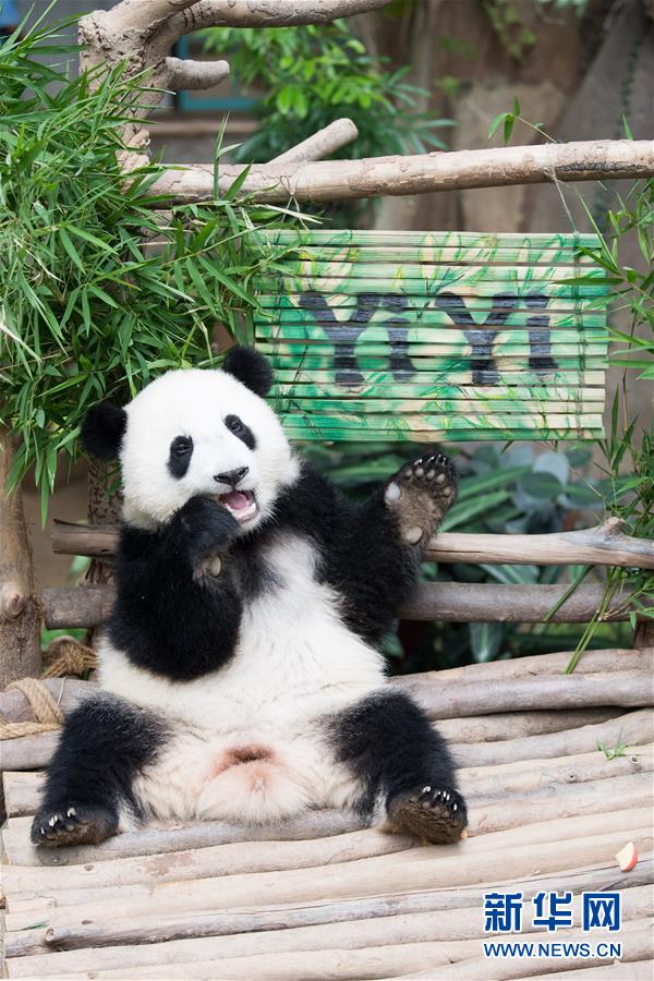 （国际）（9）在马出生的第二只大熊猫获名“谊谊”