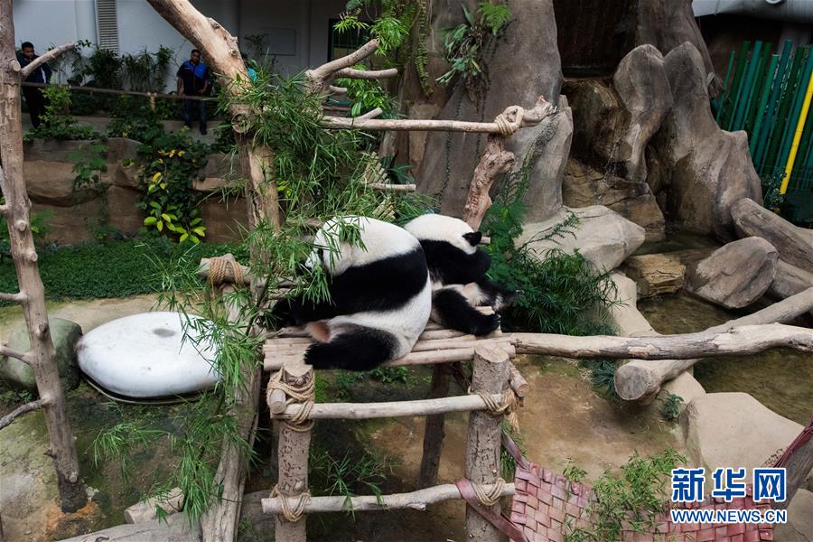 （国际）（10）在马出生的第二只大熊猫获名“谊谊”