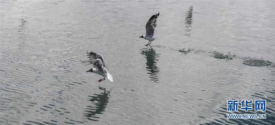 （环境）（2）班公湖上水鸟欢