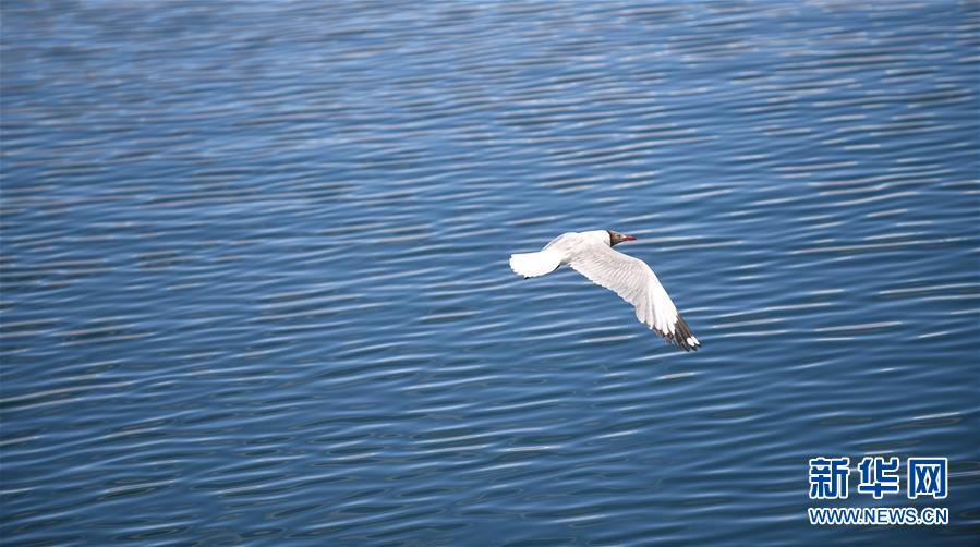 （环境）（4）班公湖上水鸟欢