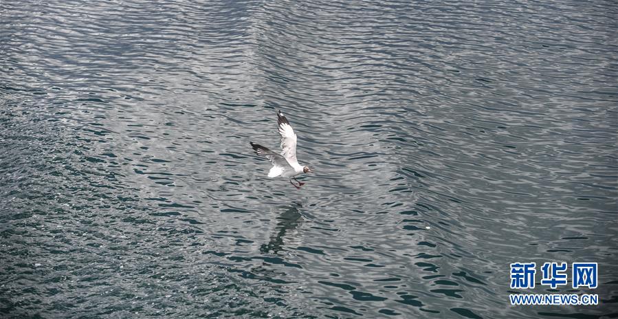 （环境）（5）班公湖上水鸟欢
