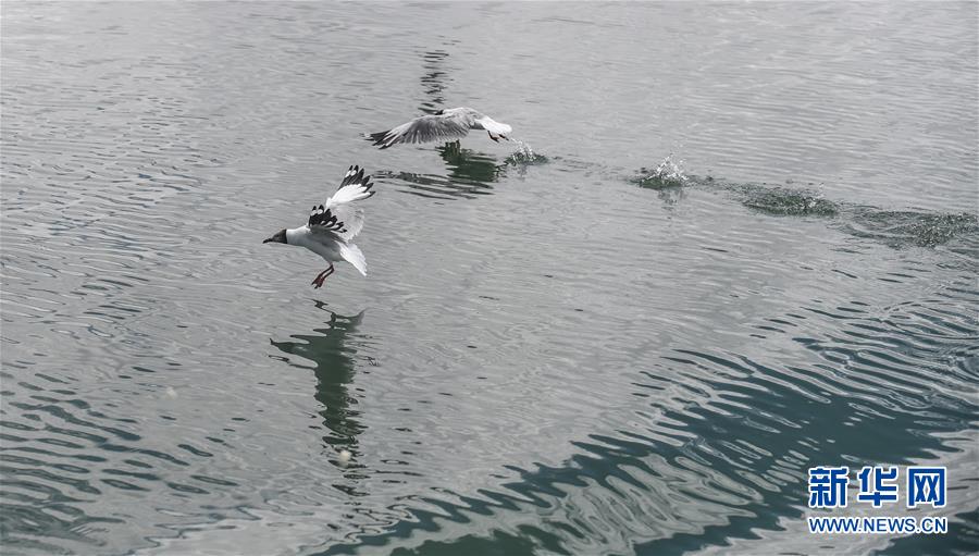 （环境）（6）班公湖上水鸟欢