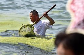 （环境）（1）打捞精细化 浒苔到岸少