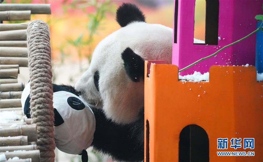 （社会）（2）大熊猫思嘉的“生日派对”