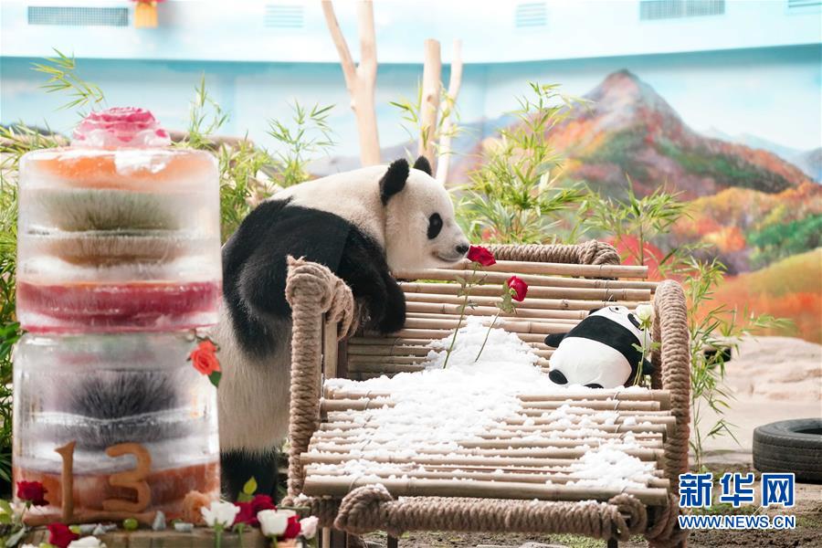 （社会）（5）大熊猫思嘉的“生日派对”