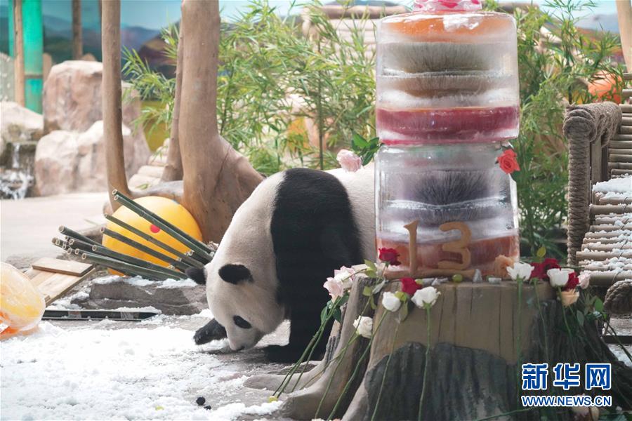 （社会）（10）大熊猫思嘉的“生日派对”