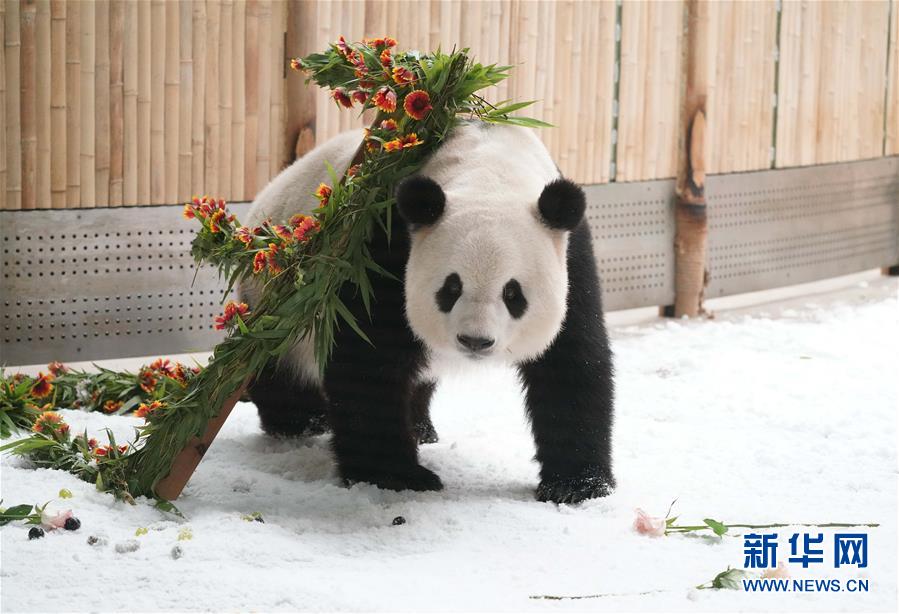 （社会）（11）大熊猫思嘉的“生日派对”