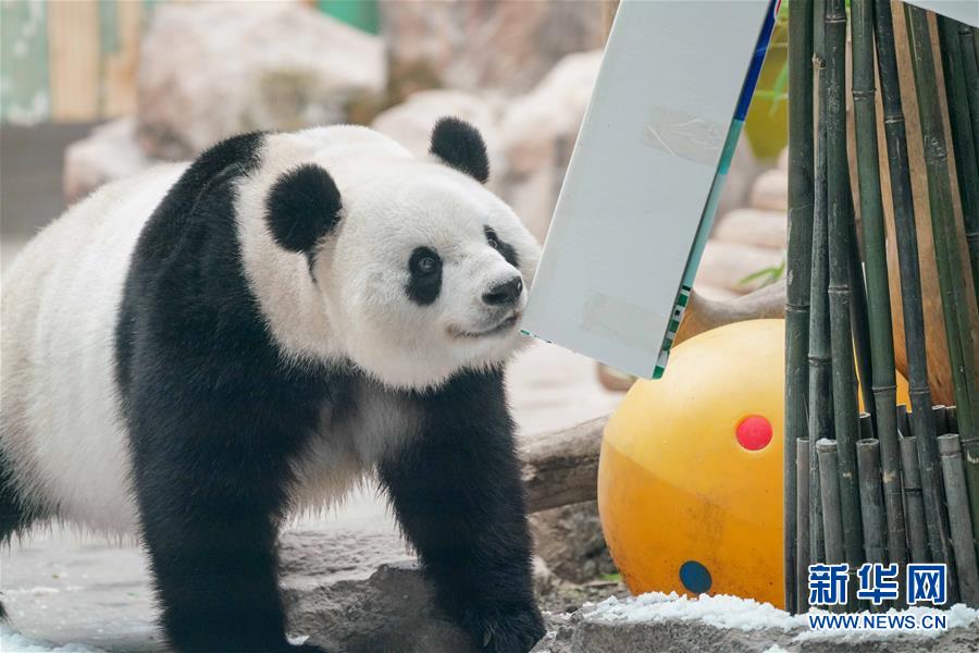 （社会）（12）大熊猫思嘉的“生日派对”