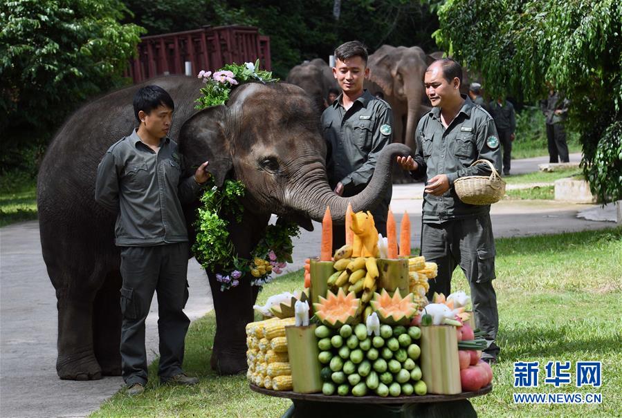 （社会）（5）西双版纳举行关爱亚洲象公益活动