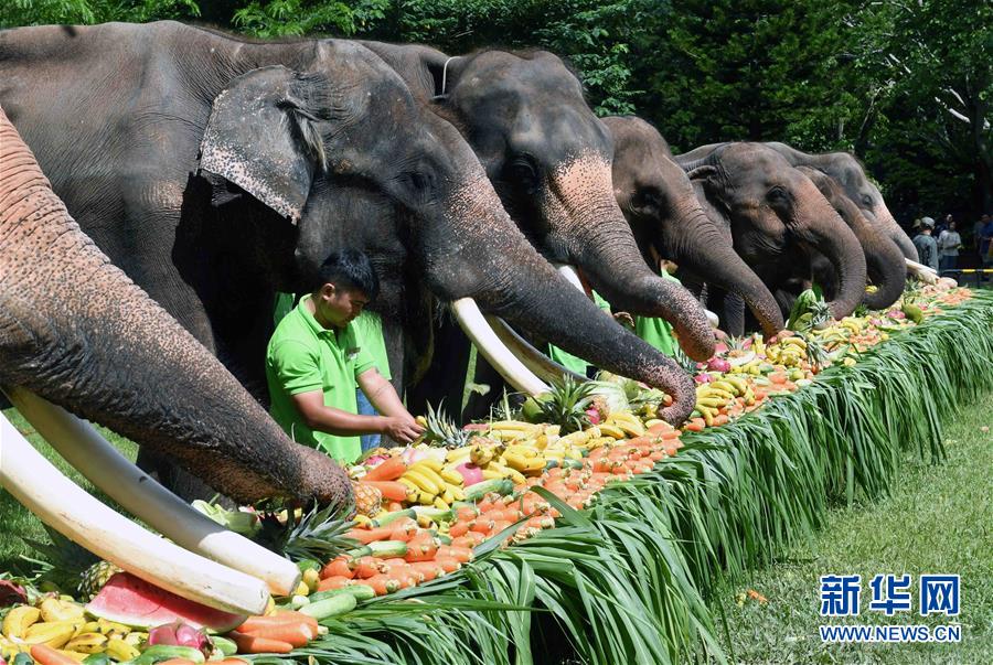 （社会）（6）西双版纳举行关爱亚洲象公益活动