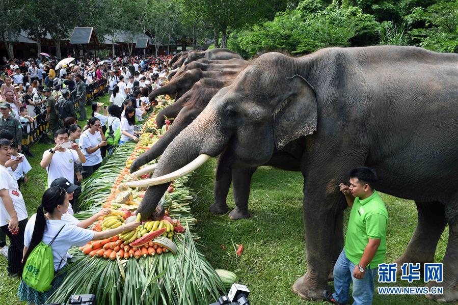 （社会）（7）西双版纳举行关爱亚洲象公益活动