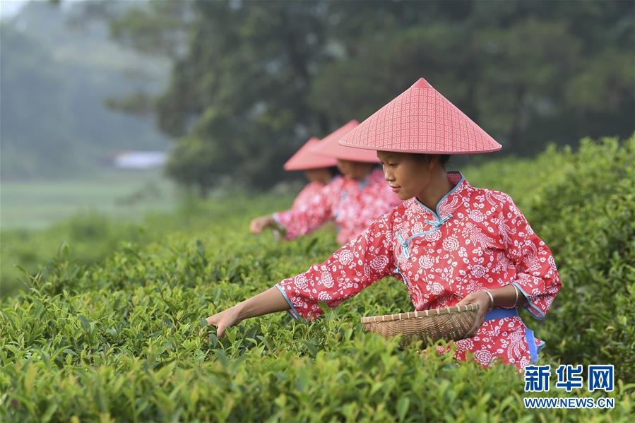 广西兴业:种植茶叶助增收