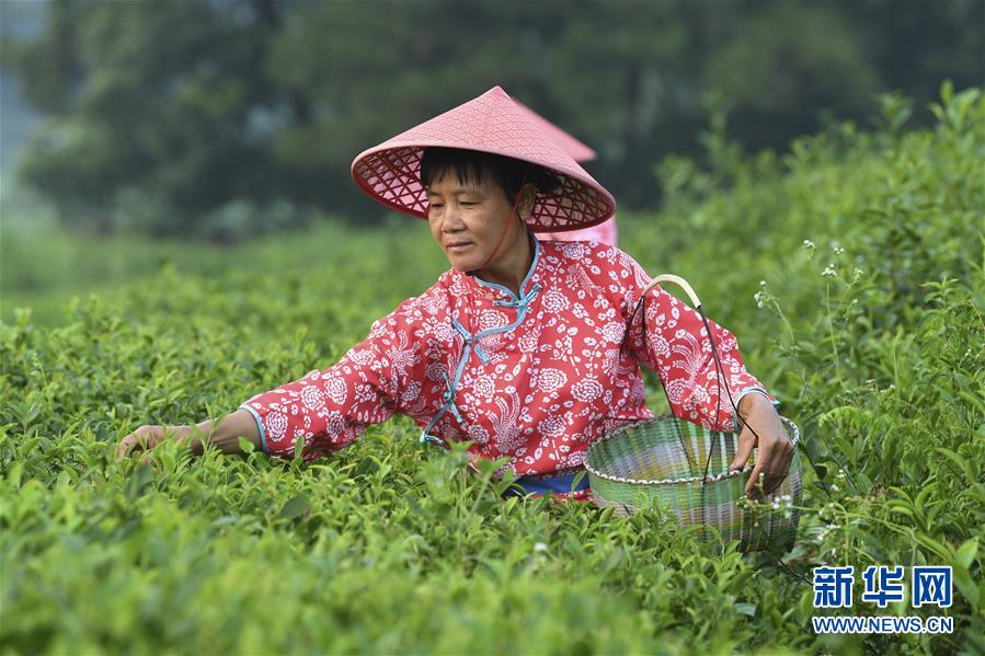 （经济）（2）广西兴业：种植茶叶助增收