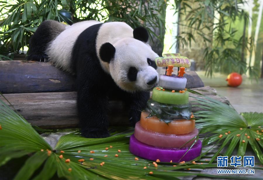 （社会）（1）大熊猫兄弟的“生日派对”