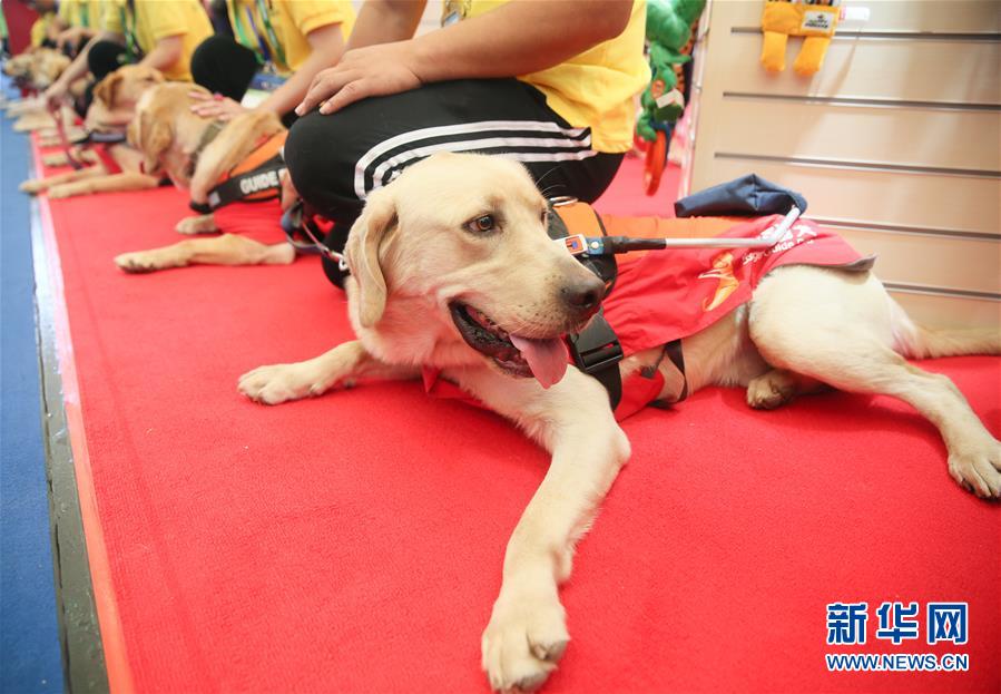 （社会）（2）第22届亚洲宠物展在上海举行