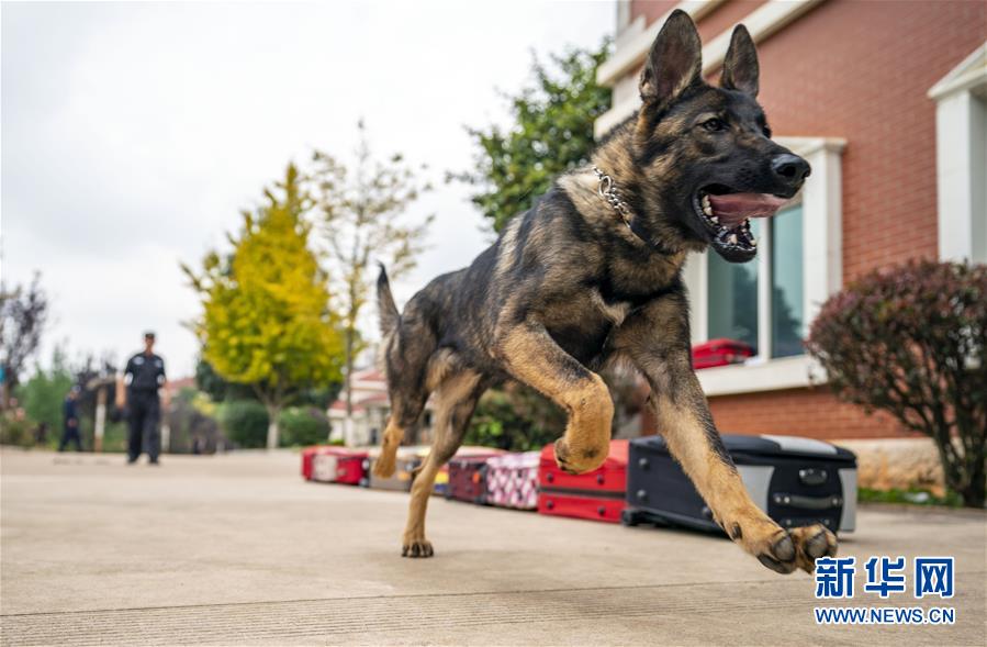 （社会）（2）我国首只警用工作克隆犬“昆勋”入警