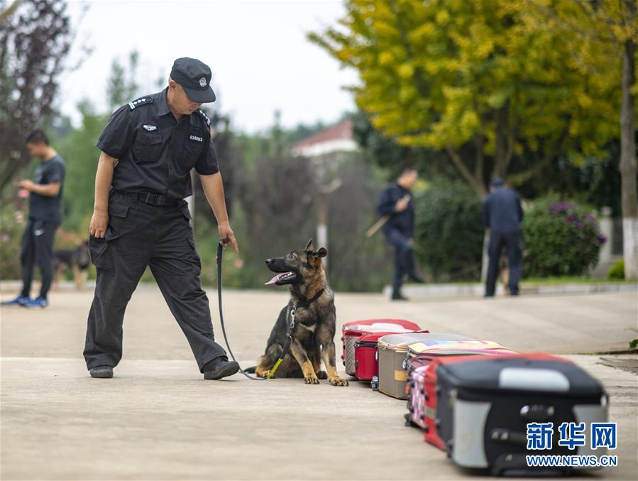 （社会）（4）我国首只警用工作克隆犬“昆勋”入警