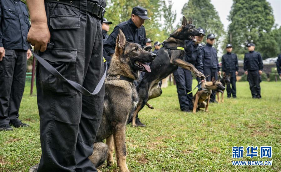 （社会）（5）我国首只警用工作克隆犬“昆勋”入警